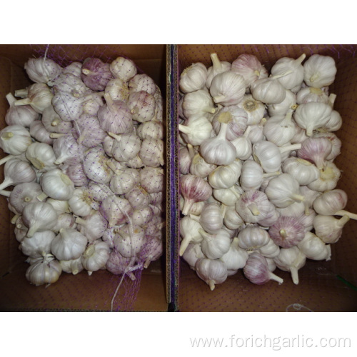 Fresh Best Quality Normal White Garlic